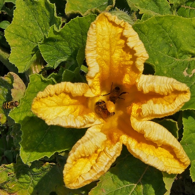 Free Yellow Flower Pumpkin Blossom photo and picture