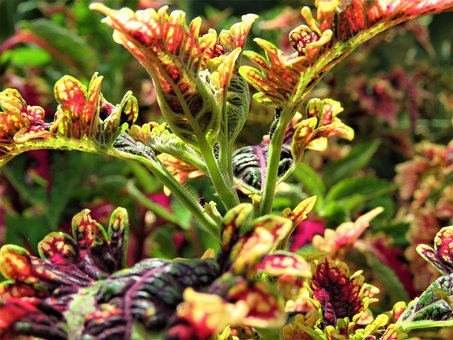 Free Coleus Plant photo and picture