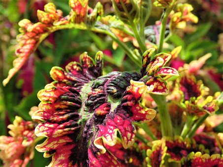 Free Coleus Plant photo and picture