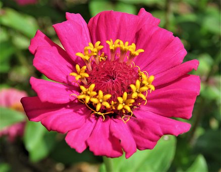 Free Zinnia Flower photo and picture