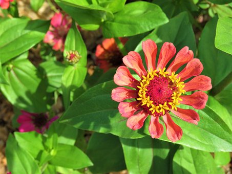 Free Zinnia Flower photo and picture