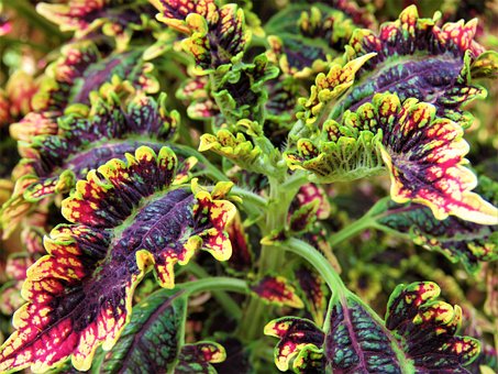 Free Coleus Plant photo and picture