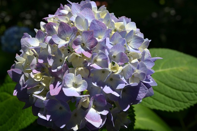 Hortensias, Naturaleza, Fondo De La Flor