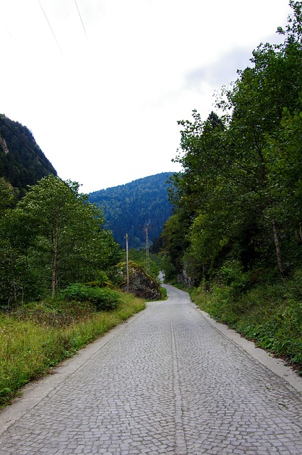 Free Path Forest photo and picture