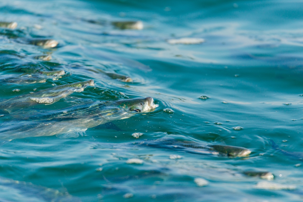 Hinger Fish Hungry Fish Water Move - Free photo on Pixabay