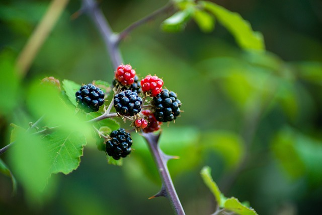 Bramen, Vruchten, Fruit, Rood