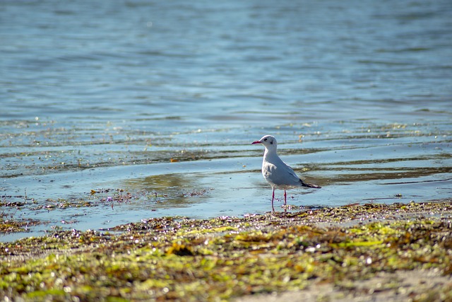 Vogel, Natuur, Zee, Strand, Dieren