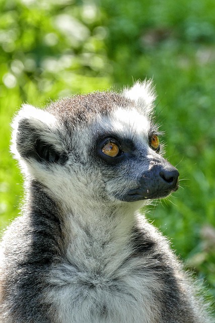 Free Lemur Animal photo and picture