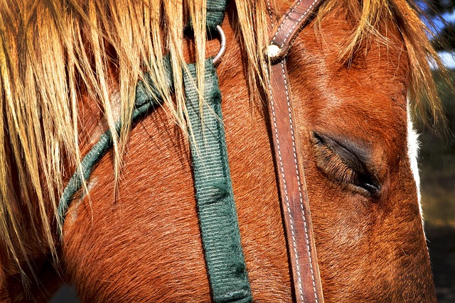 Caballo, Naturaleza, Animales, Equino