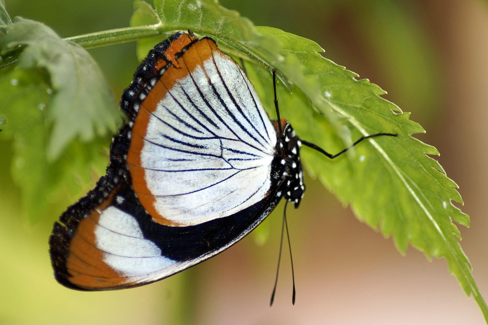 Inverted Triangular Butterfly Butterfly Upside Down Insect - Free photo on Pixabay - Pixabay