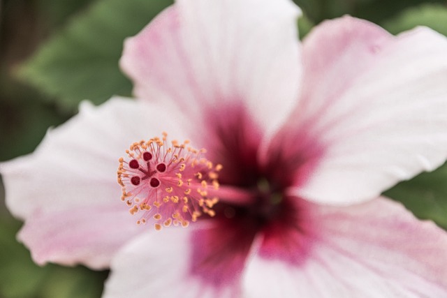 Bloem, Mooie Bloemen, Bloem Behang