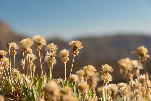 Vloeren, Mooie Bloemen, Bloemen, Droog