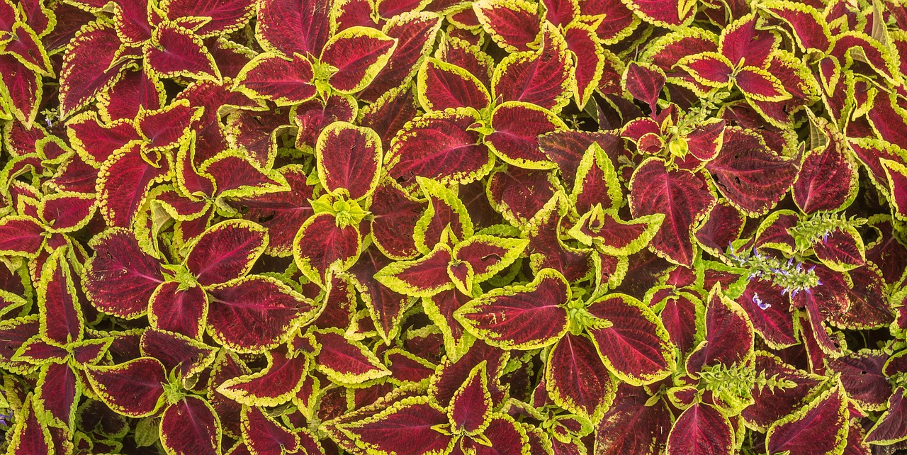 Plant - free online jigsaw puzzle photo