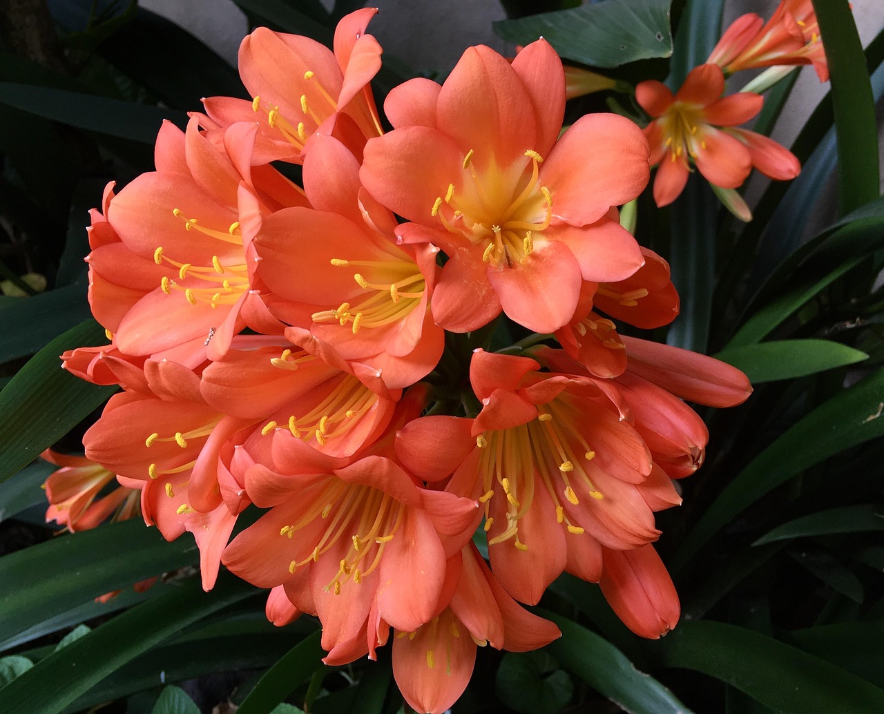Flor Naranja Pistilos Foto gratis en Pixabay