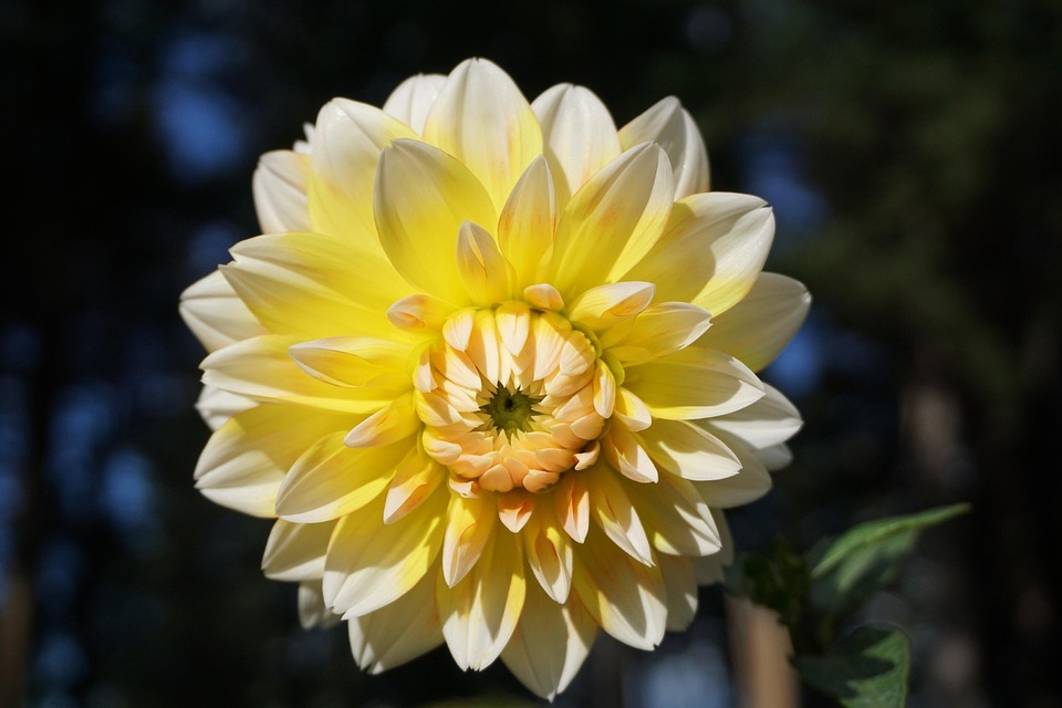 single flora online dating berlevåg