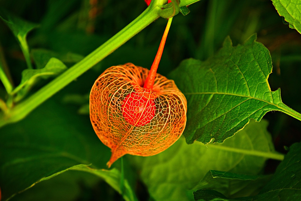chinese lantern 3699126 1280