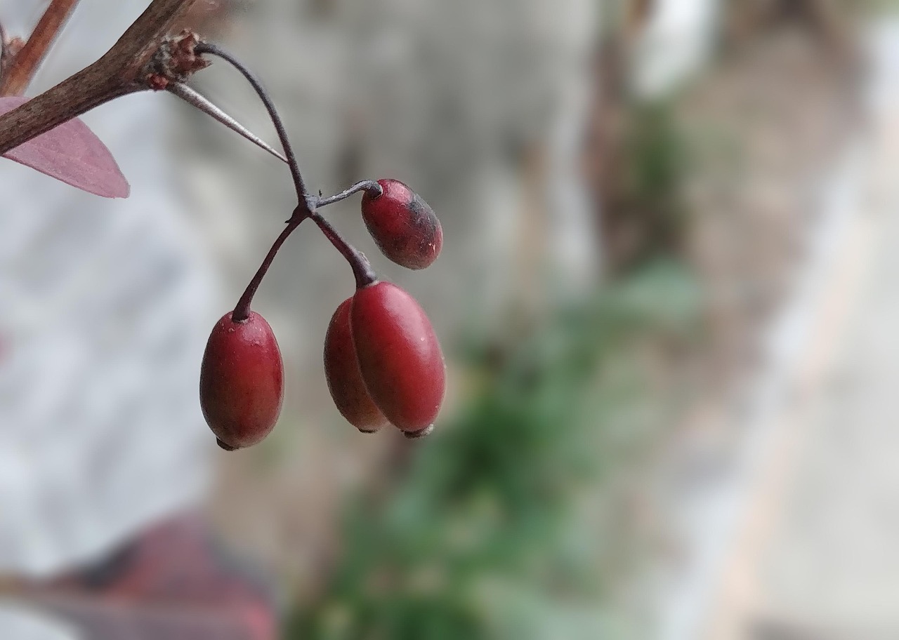 Fruit - free online jigsaw puzzle photo