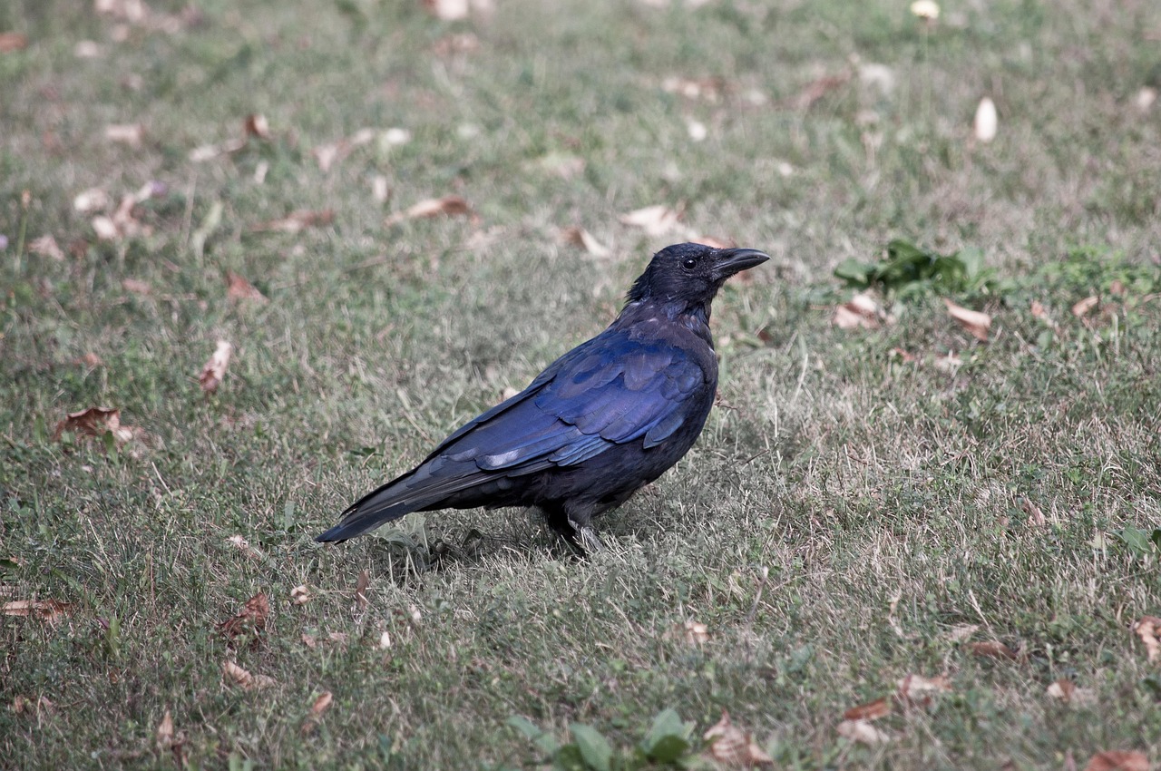 Vogel Rabe Krähe - Kostenloses Foto auf Pixabay - Pixabay