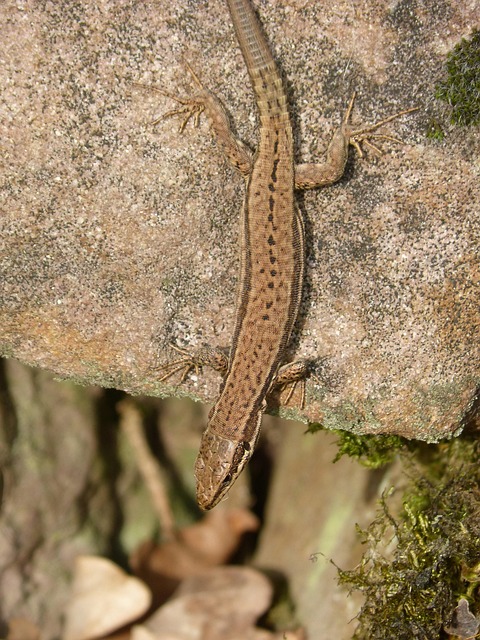 Lagartija Lagarto Roca - Foto gratis en Pixabay