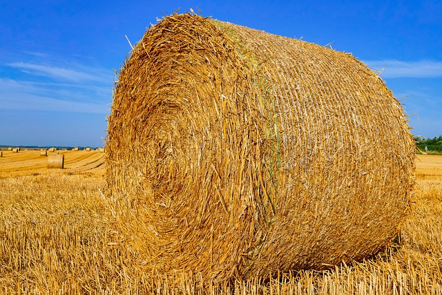 Free Straw Nerd photo and picture