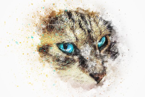 cat-3699426__340.jpg