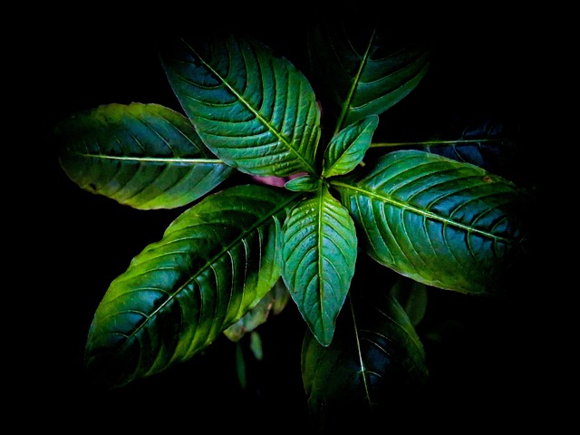 Free Leaves Green photo and picture