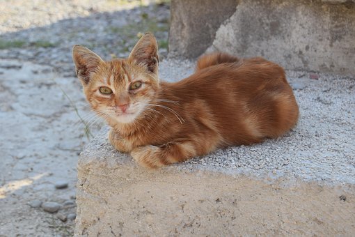 Katze, Getigert, Kater, Haustier, Rot