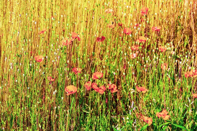 Free Poppies Flowers photo and picture
