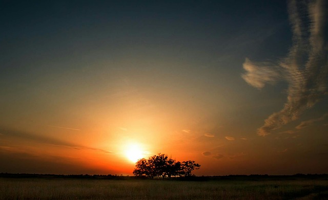 Puesta Del Sol Árbol - Foto gratis en Pixabay - Pixabay