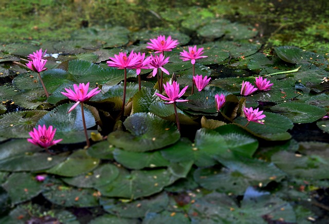 Free Nature Flower Background photo and picture