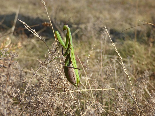 Louva, Relva, Insetos, Natureza, Macro