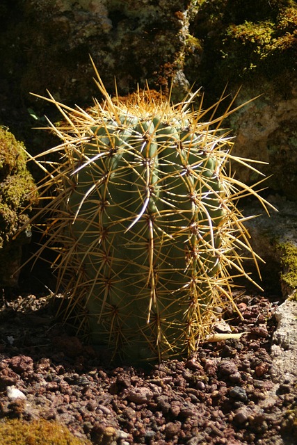 Free Cactus Plants photo and picture