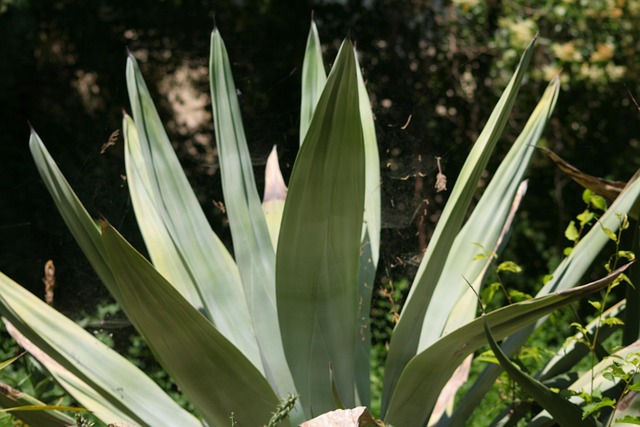 Free Agave Plants photo and picture
