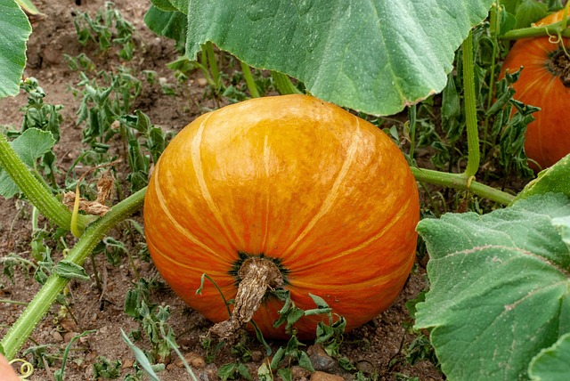 Free Pumpkin Vegetable photo and picture