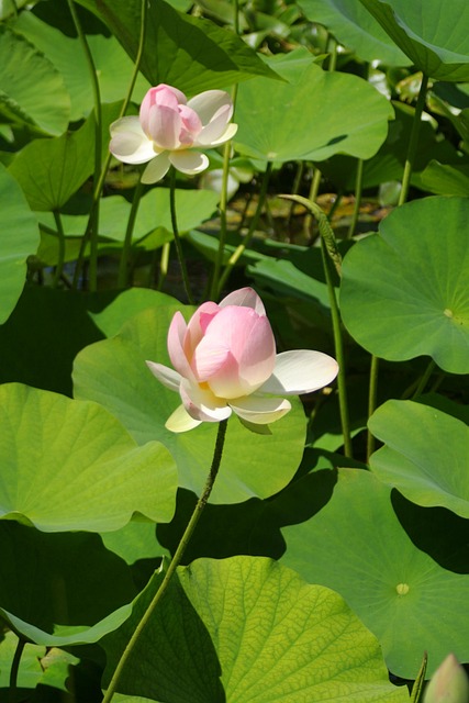 Free Water Lily Nature photo and picture