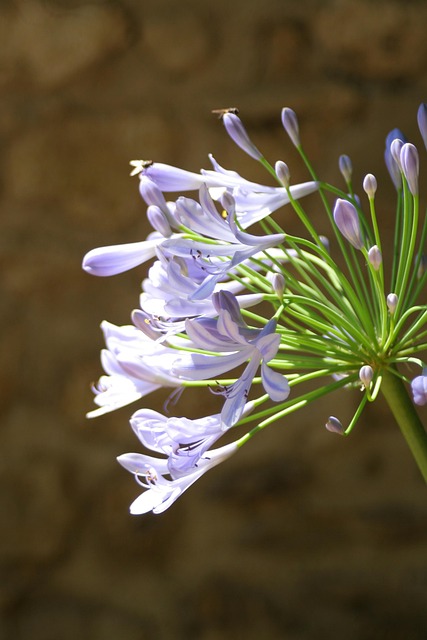 Free Flower Nature photo and picture