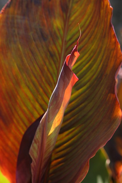 Free Leaf Nature photo and picture