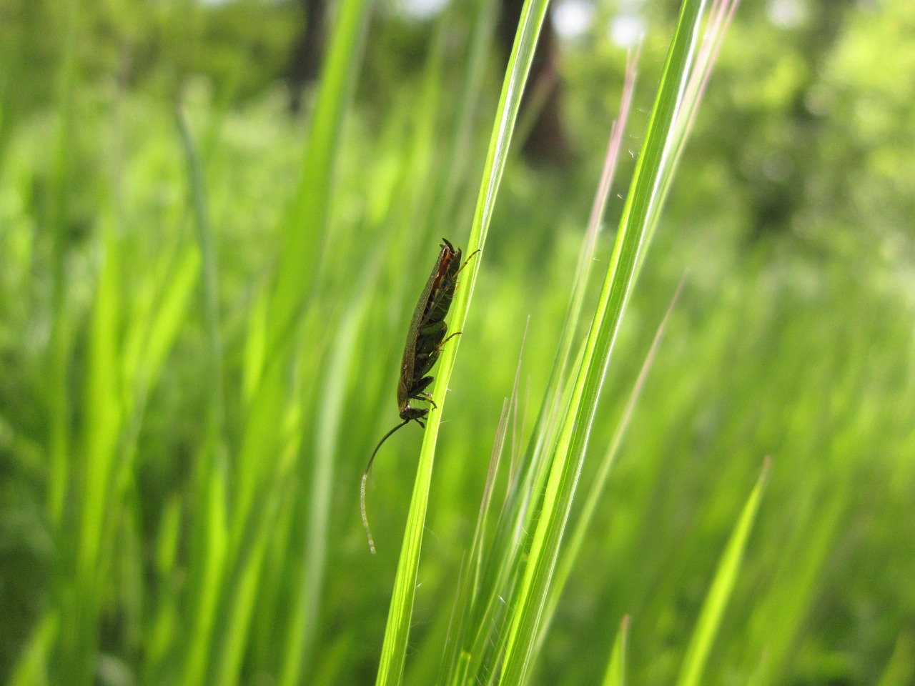 Cocroch Cockroach Insect - Free photo on Pixabay