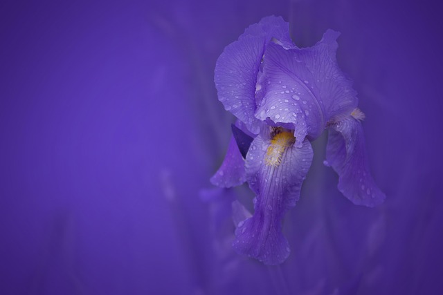 Free Iris Flower photo and picture