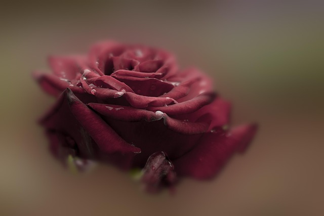 Free Rose Red photo and picture