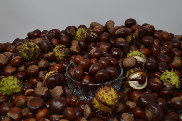 Free Conker Conkers photo and picture