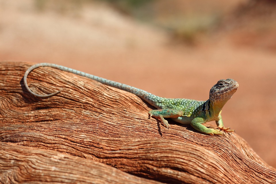 reptile desert