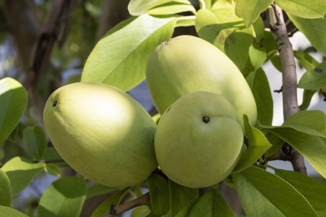 100+ Free Quitten Pflanze & Quince Images Pixabay