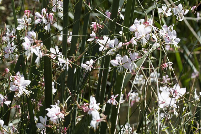 Kleine Blume, Blumengarten, Pflanze
