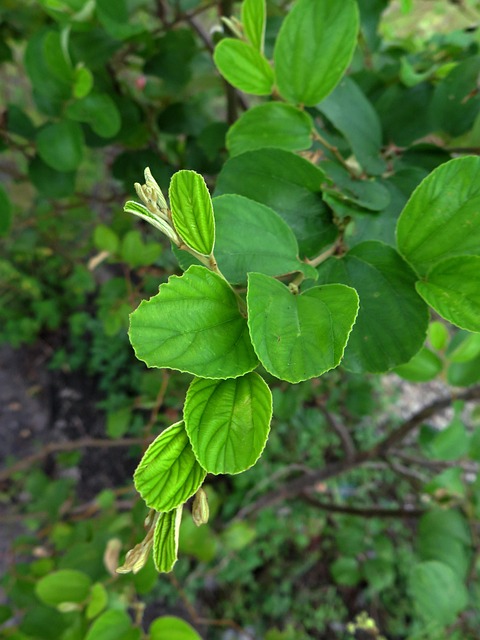 Apple Tree, Pflanze, Natur, Apfel