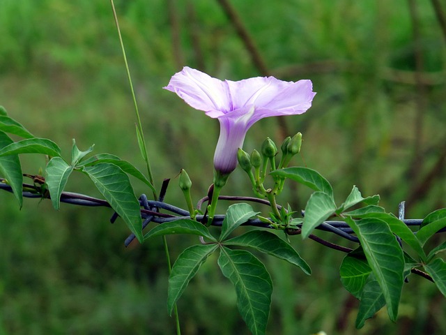 Blume, Wildblumen, Farbe Blume Herz
