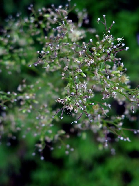 Wildblumen, Blume, Natur, Garten
