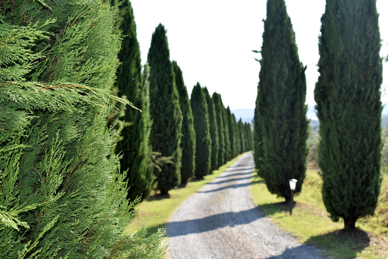 200 000 Free Cypress Tree Cypress Images Pixabay
