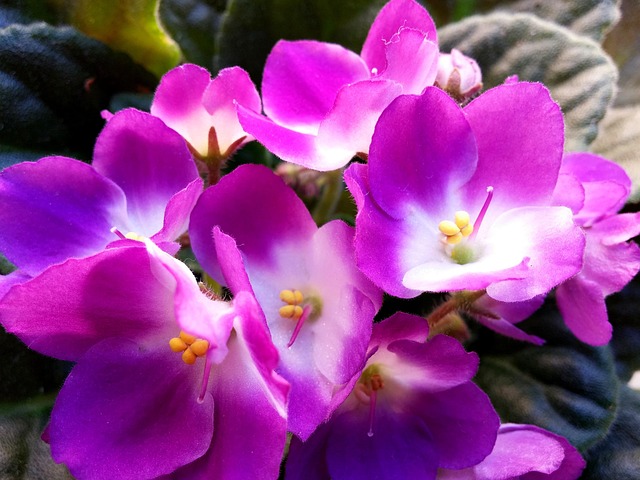 Free Blossom Bloom photo and picture