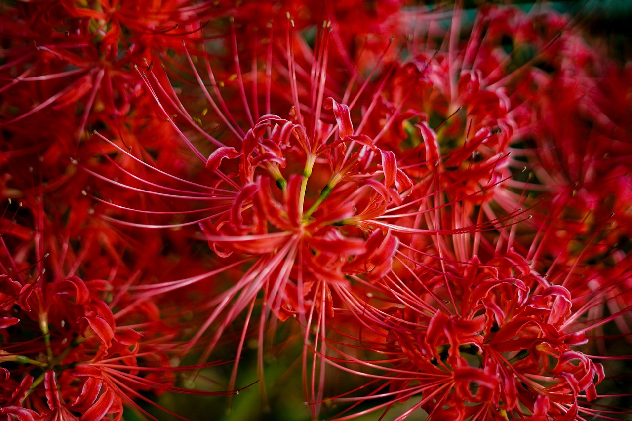 amaryllis, flowers, amaryllidaceae, beautiful flowers, plant, nature, natural, spider lily, flower background, flower wallpaper, red, red flowers, japan, cluster amaryllis